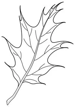 Leaf of oak iberian, contour Stock Illustration