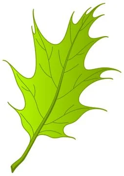 Leaf of oak Iberian, vector Stock Illustration