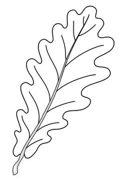 Leaf of oak tree, contour Stock Illustration