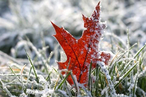Leaf from an oak tree in the grass, covered with frost in the winter Stock Photos