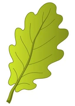 Leaf of oak tree Stock Illustration