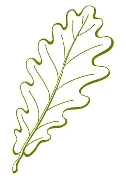 Leaf of oak tree, vector Stock Illustration