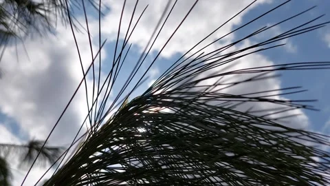 Leaf Obscured the Sky Footage Video stock 246641100