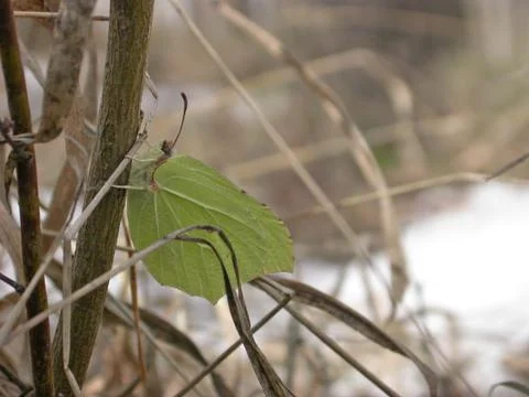 Leaf or butterfly Stock Photos