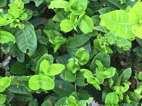 Leaf or leaves Stock Photos