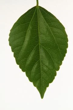 Leaf or plant leaf Isolated on white background. Stock Photos