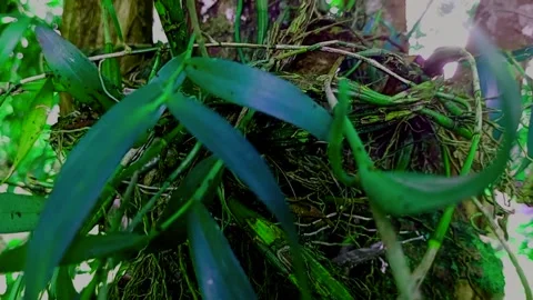 Leaf orchid clear cinematic Stock Footage 221666991