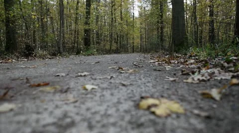 Leaf Out of Focus On Trail Stock Footage 10939698