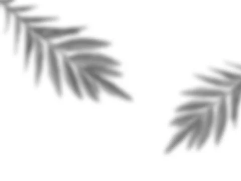 Leaf overlay shadow on white texture background. Perfect for decorative produ Stock Photos