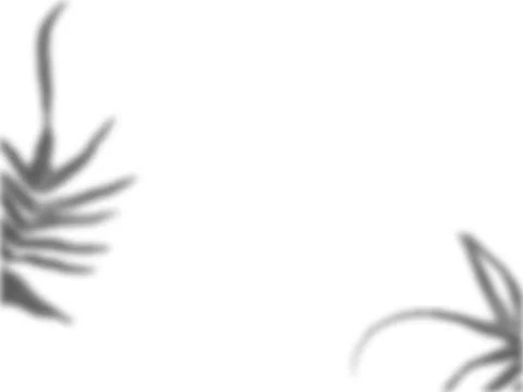 Leaf overlay shadow on white texture background. Perfect for decorative produ Stock Photos