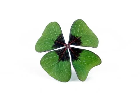 Leaf oxalis four leafed clover horizontal leaves Stock Photos