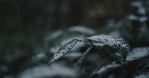 Leaf in pacific forest with snow Stock Footage 102731815