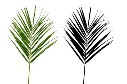 A leaf of palm with black alpha mask isolated on white background Stock Photos