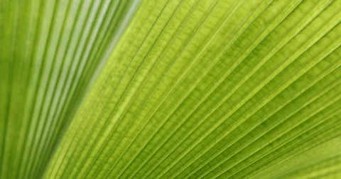 Leaf palm Stock Footage 81783464