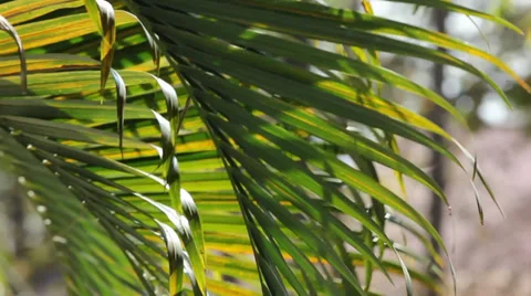 Leaf of palm movement 動画素材 35282950