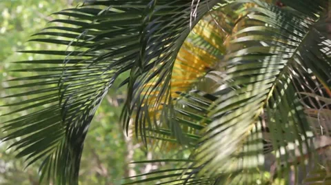 Leaf of palm movement 動画素材 35295865