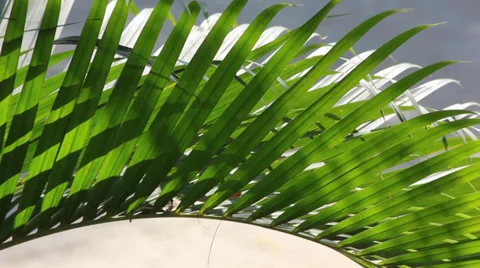 Leaf of palm movement 動画素材 35300108