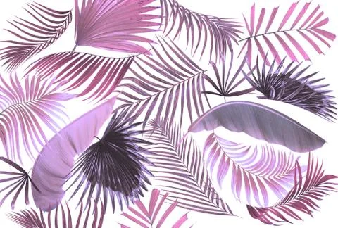 Leaf of palm tree background Stock Illustration