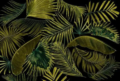 Leaf of palm tree background Stock Photos