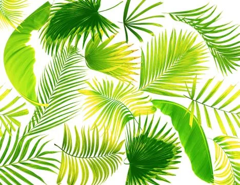 Leaf of palm tree background Stock Photos
