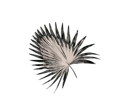 Leaf of palm tree background Stock Photos