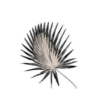 Leaf of palm tree background Foto stock