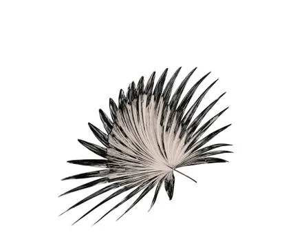 Leaf of palm tree background Stock Photos