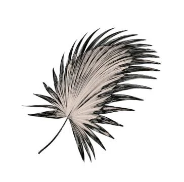 Leaf of palm tree background Stock Photos