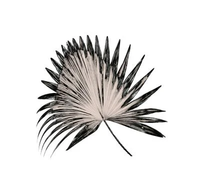 Leaf of palm tree background Stock Photos