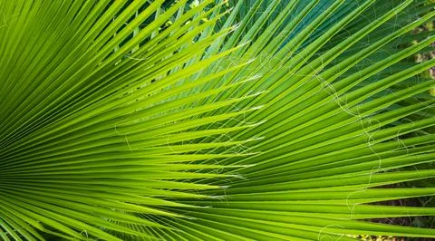 Leaf palm tree background Stock Photos