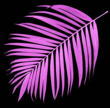 Leaf of palm tree on black background Fotos Stock