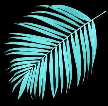 Leaf of palm tree on black background Stock Photos