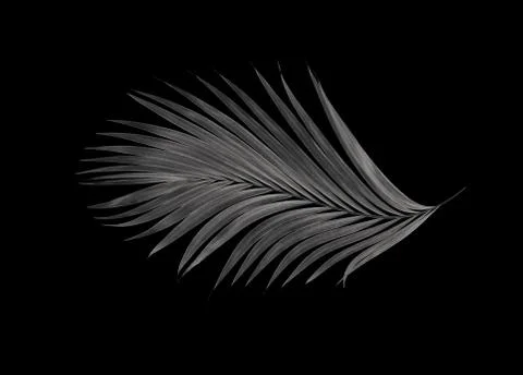 Leaf of palm tree on black background Stock Photos