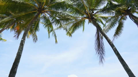 Leaf Palm Tree On Blue Sky Stock Footage 155729501