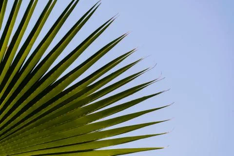 A leaf of a palm tree close up Foto stock