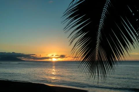 A leaf of palm tree in front of a sunset on an island in Polynesia Stock Photos