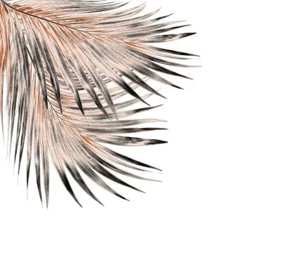 Leaf of palm tree isolated on white background Stock Photos