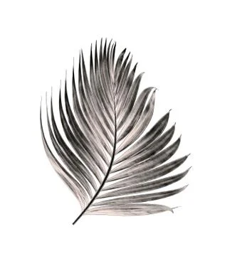 Leaf of palm tree isolated on white background Stock Photos