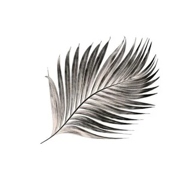 Leaf of palm tree isolated on white background Foto stock