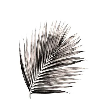 Leaf of palm tree isolated on white background Stock Photos