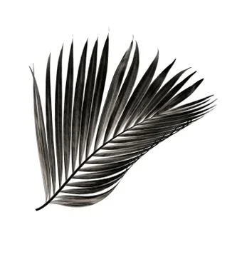 Leaf of palm tree isolated on white background Stock Photos