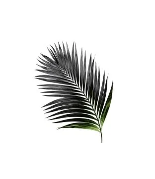 Leaf of palm tree isolated on white background Stock Photos