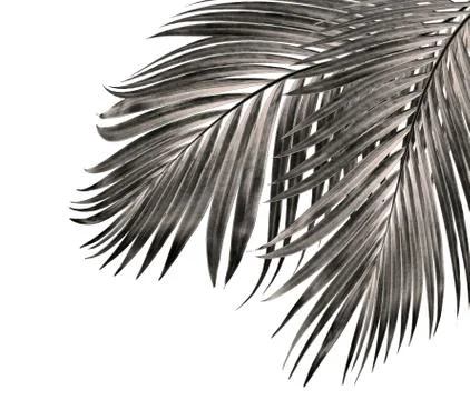 Leaf of palm tree isolated on white background Stock Photos