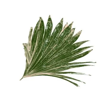 Leaf of palm tree isolated on white background Stock Photos