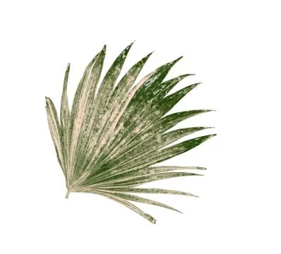 Leaf of palm tree isolated on white background Stock Photos