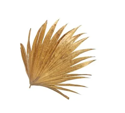 Leaf of palm tree isolated on white background Stock Photos