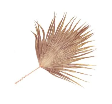 Leaf of palm tree isolated on white background Stock Photos