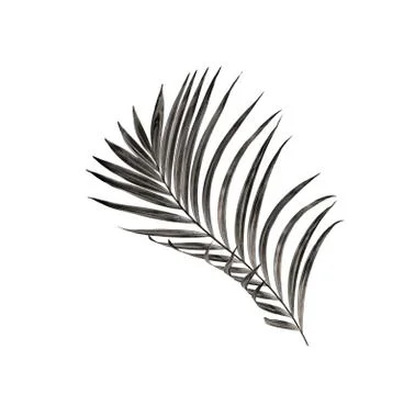Leaf of palm tree isolated on white background Stock Photos