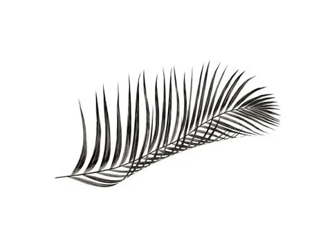 Leaf of palm tree isolated on white background Stock Photos