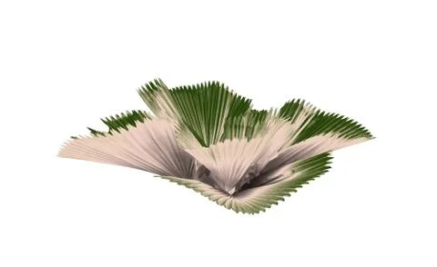 Leaf of palm tree isolated on white background.clipping path Foto stock